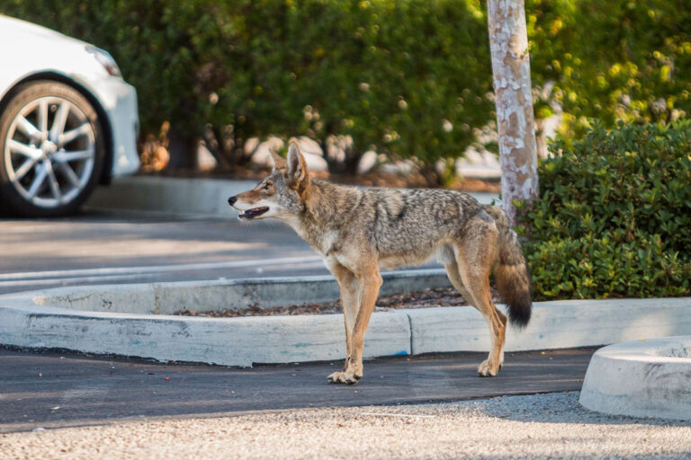 Leyendas de Puebla: El coyote de la fábrica de la Constancia