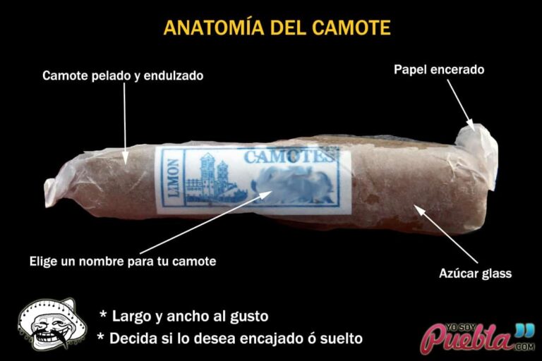 Anatomía del camote – Anatomy of a sweet potato