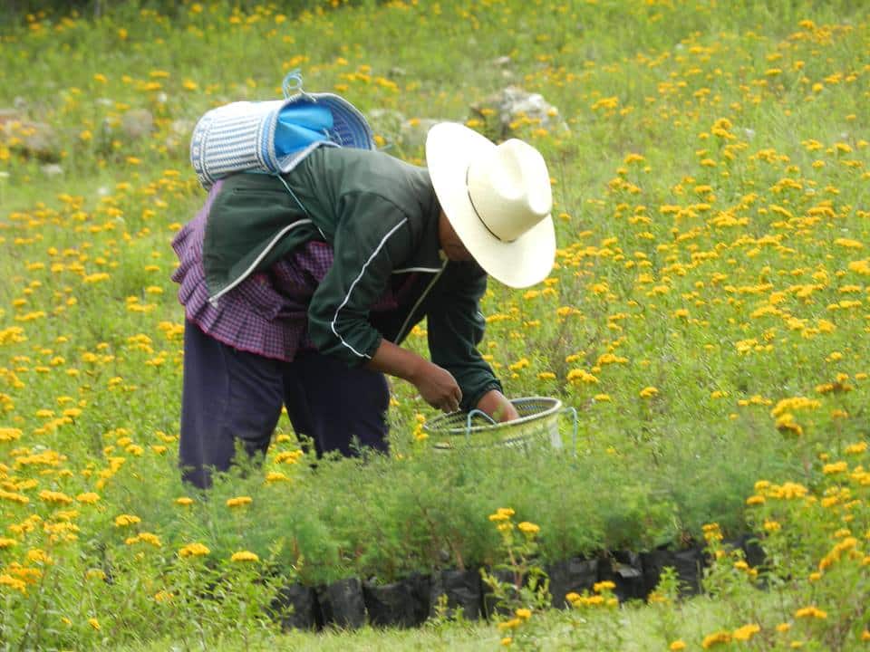 reforestacionagriculturatehuacancuicatlan