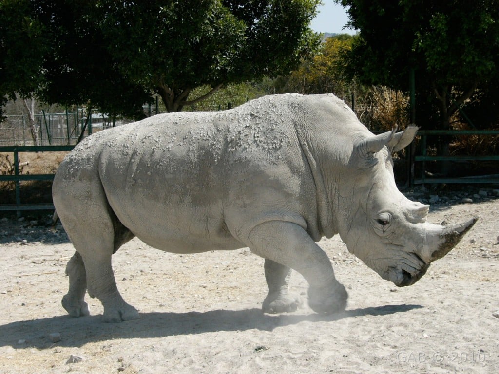 africam-safari-rinoceronte-puebla