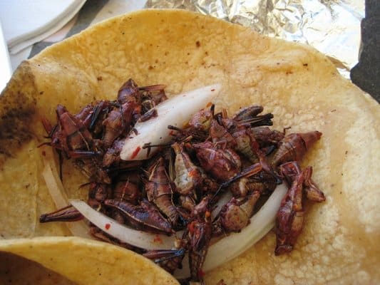 tacos-chapulines-puebla