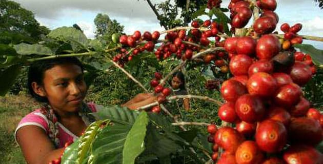 cafe-xicotepec-puebla