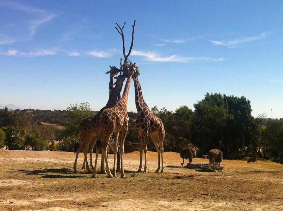 africam-safari-puebla