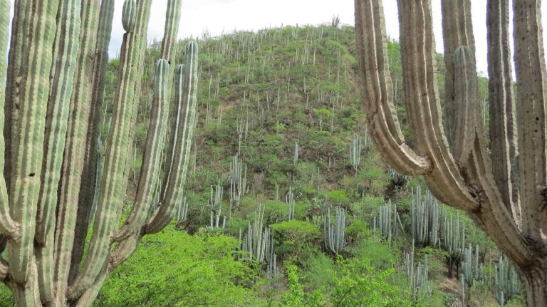 Recorre la Maravillosa Biosfera de Tehuacán Cuicatlán en Puebla