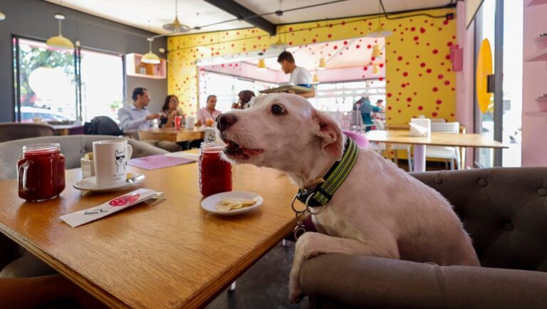Lugares en Puebla  «Pet Friendly» para comer y divertirte con tu mascota