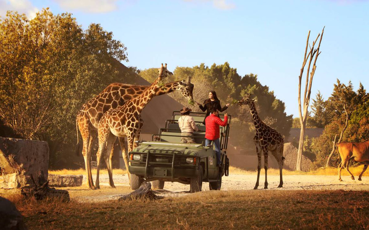 africam safari puebla 2022